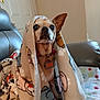 Roxy is registered to the contest to win money with this photo: dog, chihuahua, blanket, paw_prints, couch, pet, indoor, cozy, cute, small_dog, animal, furry, fur, ears, collar, tag, looking, sitting, home, comfort