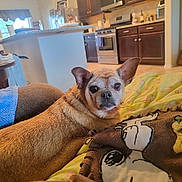Roxy joined the competition — help win amazing prizes! dog, small_dog, brown_fur, blanket, cartoon_print, indoor, kitchen, furniture, table, cup, stove, cabinet, floor, window, curtain, cozy, pet, animal, relaxed, home