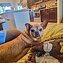 dog, small_dog, brown_fur, blanket, cartoon_print, indoor, kitchen, furniture, table, cup, stove, cabinet, floor, window, curtain, cozy, pet, animal, relaxed, home