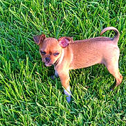 Roxy joined the competition — help win amazing prizes! animal, brown, canine, curious, cute, daylight, dog, fur, grass, green, lawn, mammal, nature, one_eye_closed, outdoor, pet, puppy, small, standing, young