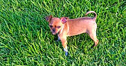 Roxy joined the competition — help win amazing prizes! animal, brown, canine, curious, cute, daylight, dog, fur, grass, green, lawn, mammal, nature, one_eye_closed, outdoor, pet, puppy, small, standing, young