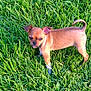 animal, brown, canine, curious, cute, daylight, dog, fur, grass, green, lawn, mammal, nature, one_eye_closed, outdoor, pet, puppy, small, standing, young