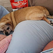 Roxy is registered to the contest to win money with this photo: dog, small_dog, chihuahua, lying_down, cushion, pillow, blanket, indoor, pet, resting, relaxed, pretzel_crisps, snack_bag, brown_fur, tail, ear, face, close_up, cozy, home