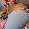 dog, small_dog, chihuahua, lying_down, cushion, pillow, blanket, indoor, pet, resting, relaxed, pretzel_crisps, snack_bag, brown_fur, tail, ear, face, close_up, cozy, home