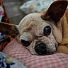 Roxy joined the competition — help win amazing prizes! dog, close_up, resting, sleepy, pillow, pink, checkered, pet, animal, cute, face, ears, snout, fur, indoors, cozy, portrait, relaxed, companion, domestic