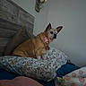 Roxy is registered to the contest to win money with this photo: dog, bed, pillow, blanket, floral_pattern, collar, pet, indoor, furniture, resting, small_dog, brown_dog, cute, animal, cozy, home, decor, wood_headboard, wall, quiet