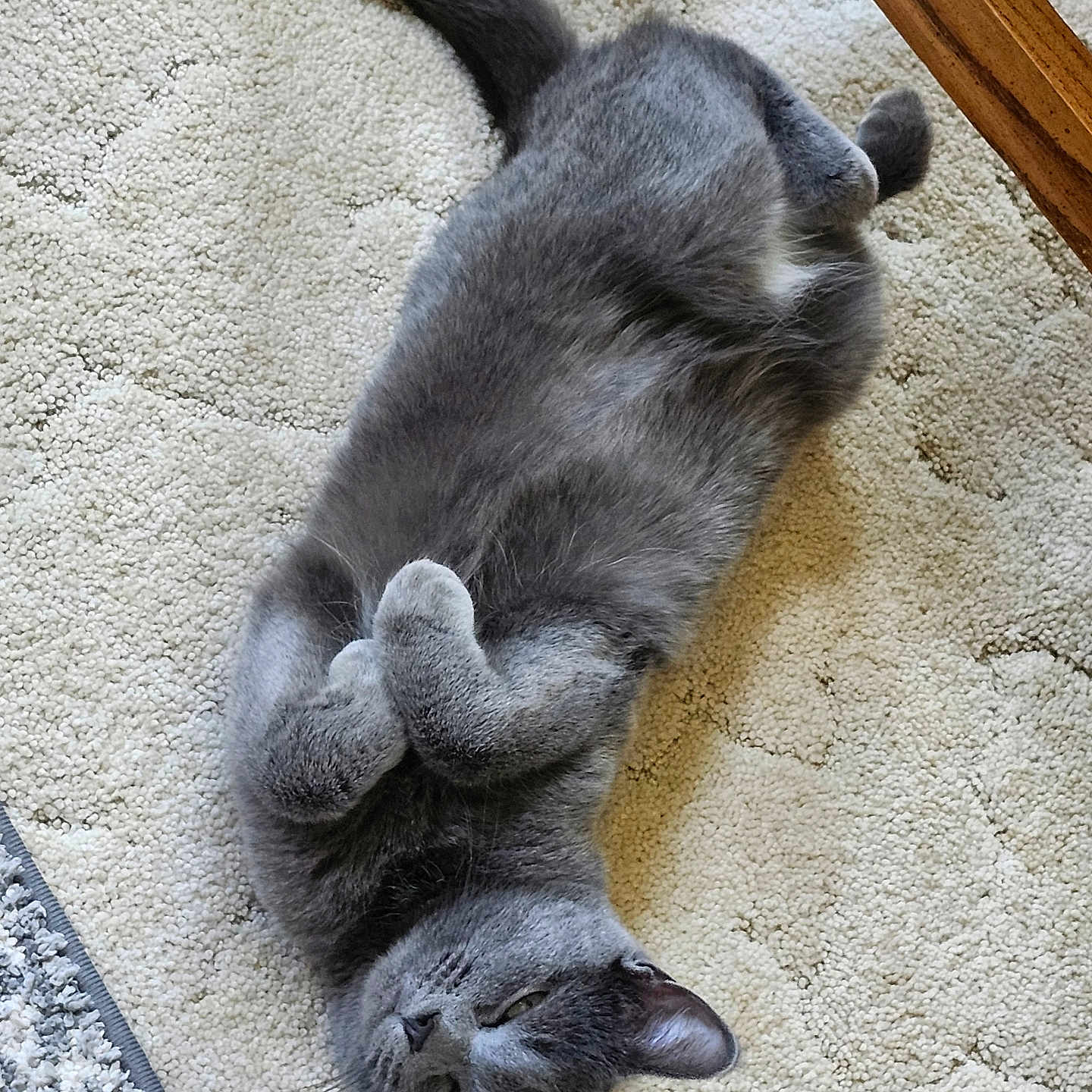 Molly joined the competition — help win amazing prizes! animal, carpet, cat, cozy, cute, domestic_cat, floor, fur, furniture, gray_cat, household, indoor, lying_down, paws, pet, relaxed, resting, sleepy, tabby, whiskers