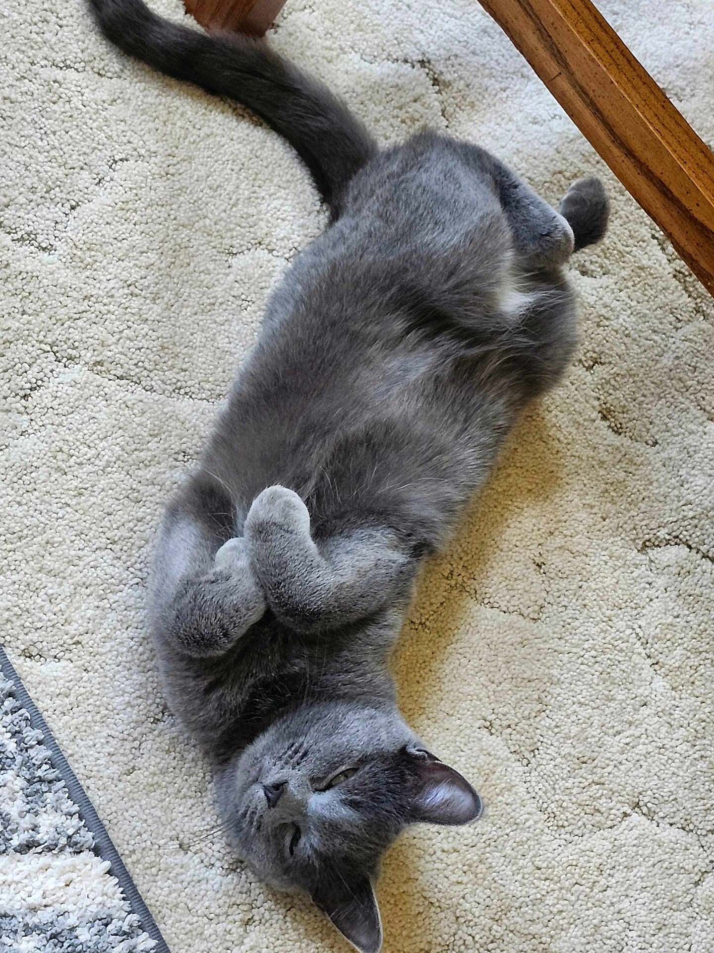 Molly joined the competition — help win amazing prizes! cat, gray_cat, lying_down, carpet, indoor, furniture, relaxed, sleepy, pet, fur, whiskers, paws, cute, animal, domestic_cat, cozy, household, resting, floor, tabby
