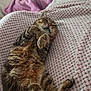 cat, tabby_cat, pet, feline, animal, resting, lying_down, blanket, pink_blanket, cozy, indoor, soft_texture, fur, whiskers, tail, relaxed, cute, sleepy, domestic_cat, household