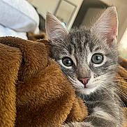 Alvin participe au concours pour gagner de l'argent avec cette photo : kitten, cat, gray_tabby, fur, whiskers, ears, blanket, cozy, indoor, pet, cute, animal, feline, soft, closeup, young, sleepy, resting, house, comfort