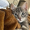 kitten, cat, gray_tabby, fur, whiskers, ears, blanket, cozy, indoor, pet, cute, animal, feline, soft, closeup, young, sleepy, resting, house, comfort