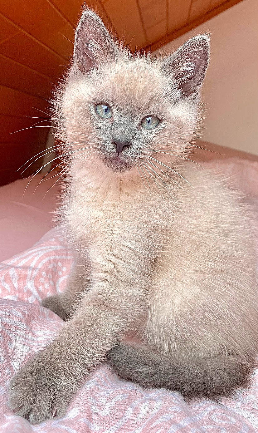 Milo a rejoint le concours — aidez-le/la à gagner de superbes lots ! carnivore, cat, claw, domestic_short_haired_cat, fawn, felidae, fur, paw, small_to_medium_sized_cats, snout, tail, terrestrial_animal, whiskers, window