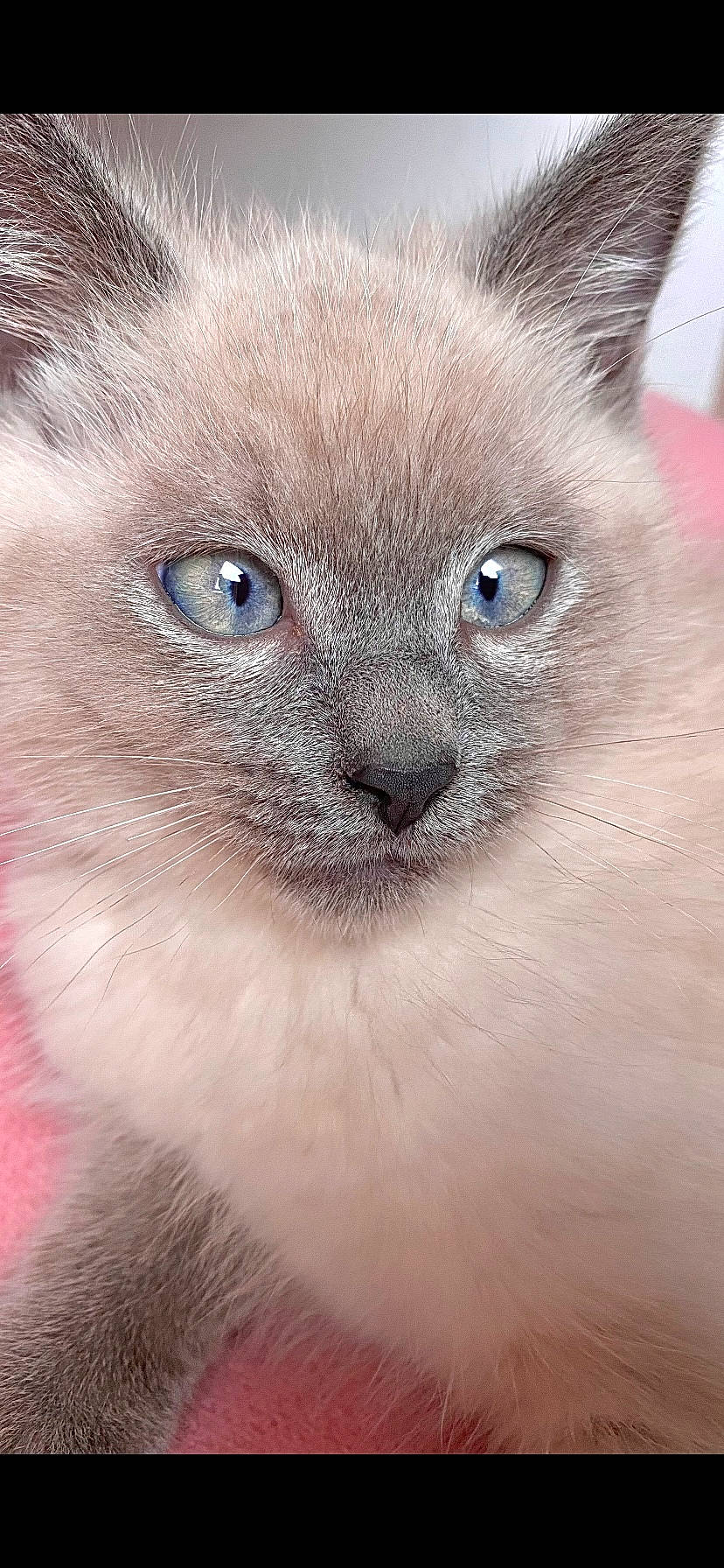 Milo a rejoint le concours — aidez-le/la à gagner de superbes lots ! balinese, birman, carnivore, cat, close_up, curious, domestic_short_haired_cat, electric_blue, fawn, felidae, fur, ragdoll, russian_blue, siamese, small_to_medium_sized_cats, snout, terrestrial_animal, thai, tonkinese, whiskers