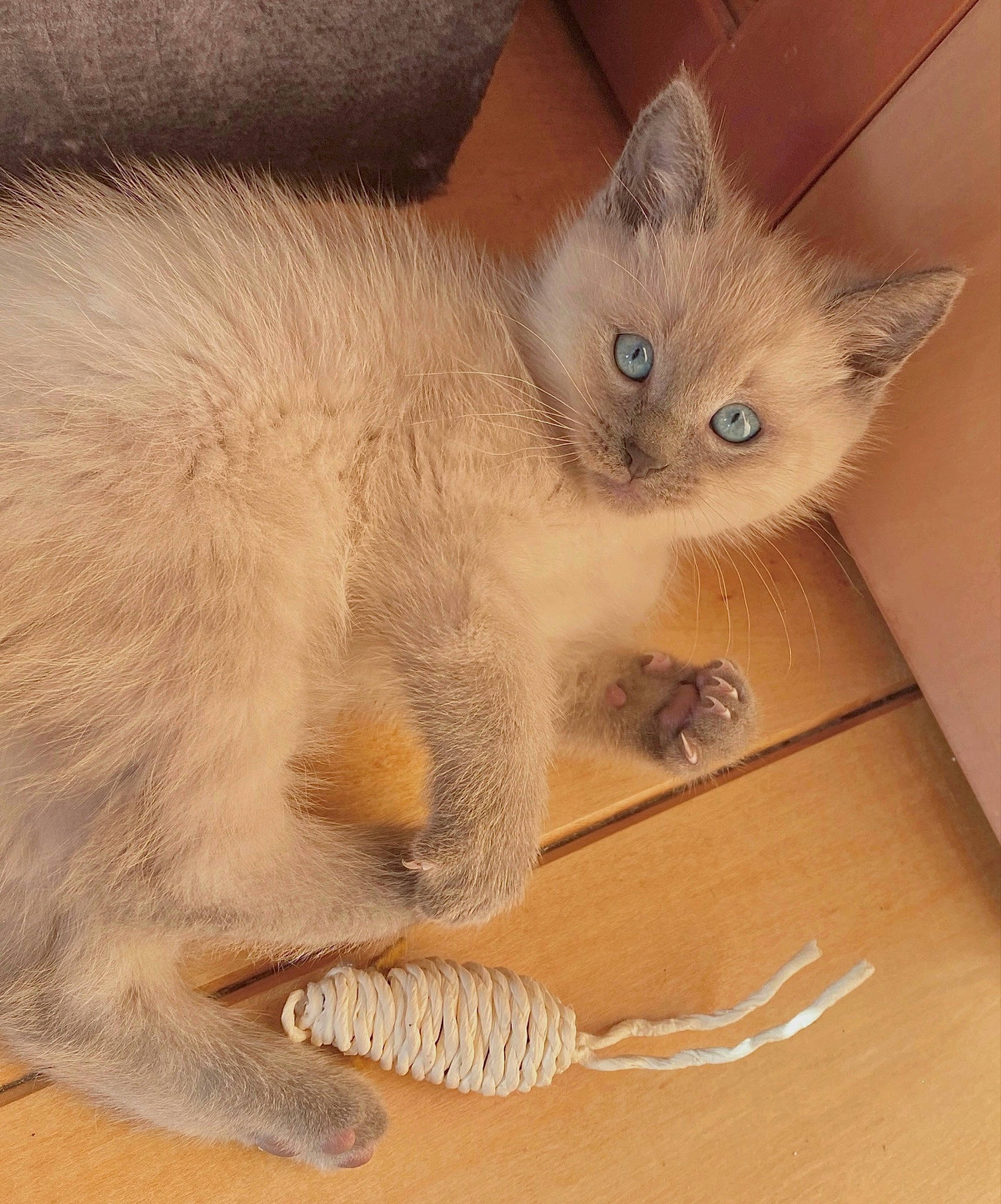 Milo participe au concours pour gagner de l'argent avec cette photo : balinese, box, carnivore, cat, cat_toy, claw, domestic_short_haired_cat, fawn, felidae, flooring, fur, hardwood, paw, small_to_medium_sized_cats, snout, tail, terrestrial_animal, thai, whiskers, wood