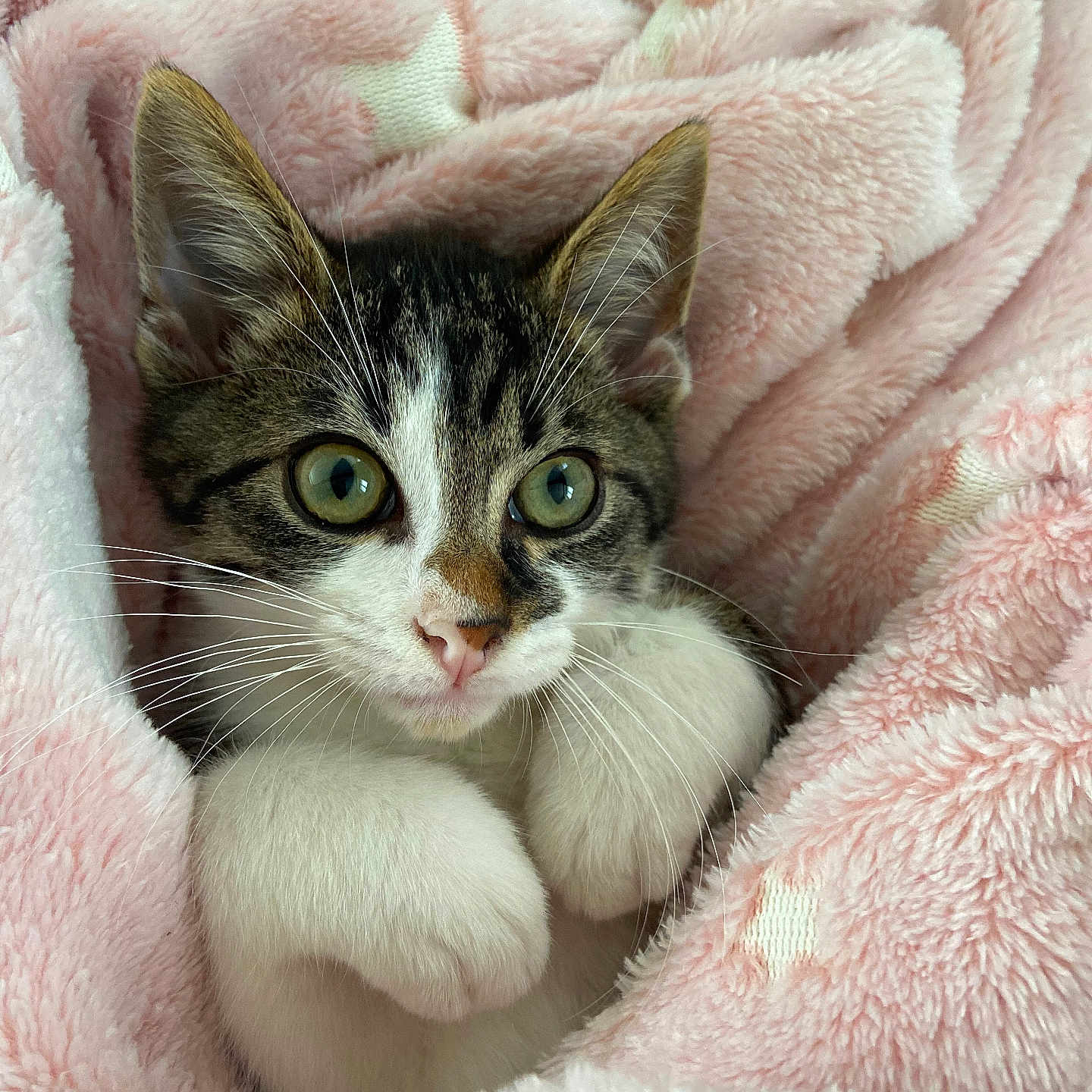 Zack participe au concours pour gagner de l'argent avec cette photo : abyssinian, animal, blanket, cat, furniture, kitten, laundry, manx, pet, plush, quilt, towel, toy, white