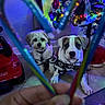 Luna.lola joined the competition — help win amazing prizes! background, christmas_tree, colorful, cute, decorations, dog, festive, hand, heart_shape, holiday, holiday_decor, indoor, lights, ornaments, pets, puppy, sweater, tile_floor, toy_car, winter