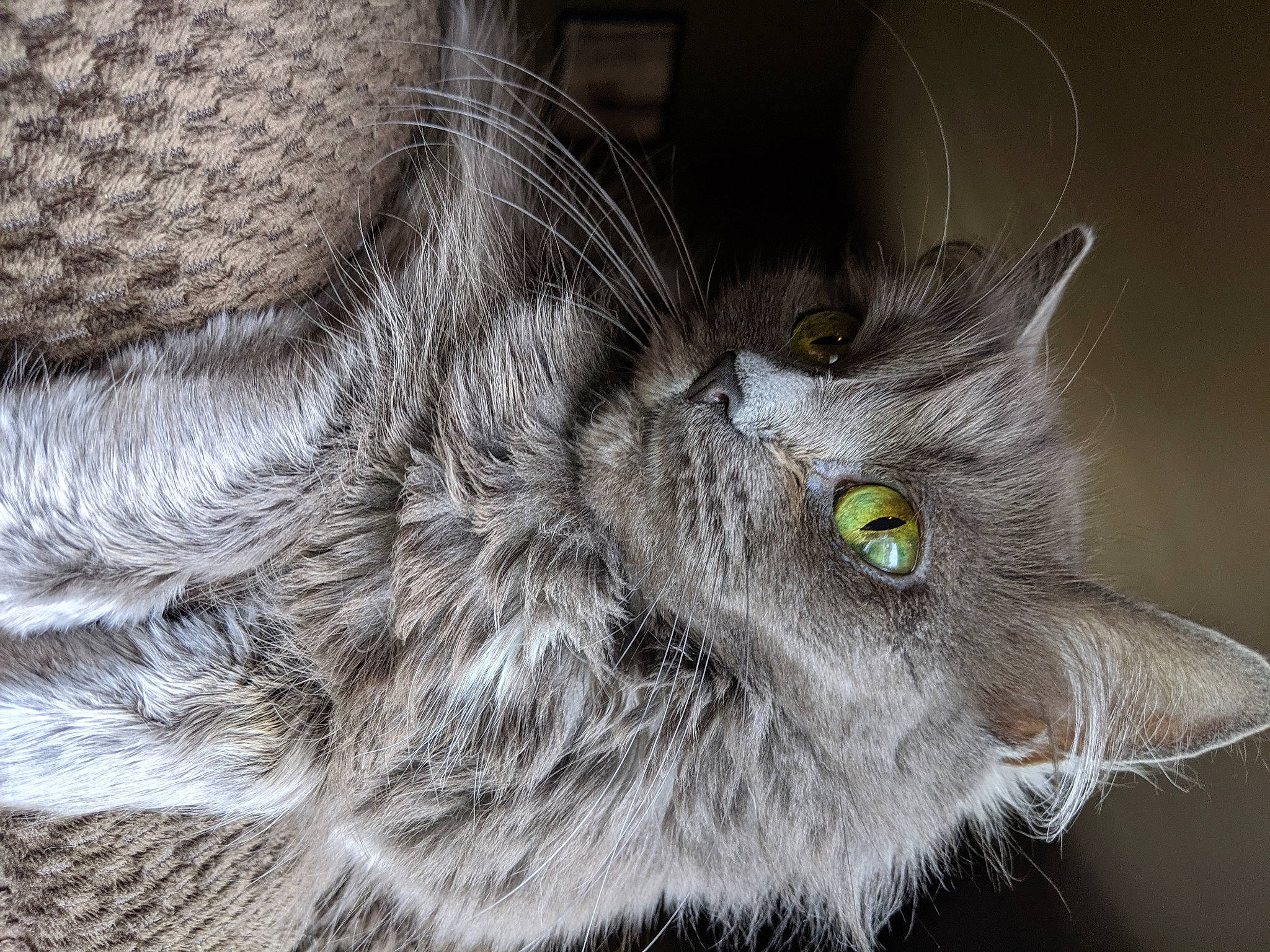 Lego joined the competition — help win amazing prizes! carnivore, cat, claw, close_up, domestic_short_haired_cat, eye, felidae, fur, grey, macro_photography, monochrome, monochrome_photography, pattern, paw, small_to_medium_sized_cats, snout, tail, terrestrial_animal, whiskers, wildlife