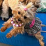 animal_portrait, beads, blue_background, checkered, dog, dress, fashionable, fluffy, grooming, indoor, long_hair, necklace, pet, photobomb, pink_accessories, plaid, puppy, small_dog, topknot, yorkshire_terrier
