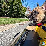 Browny joined the competition — help win amazing prizes! dog, french_bulldog, puppy, yellow_clothing, car_window, outdoor, road, greenery, sunny, blue_sky, sidewalk, leash, pet, canine, young_dog, fur, ears, collar, nature, daylight