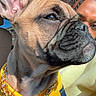 Browny is registered to the contest to win money with this photo: dog, french_bulldog, chain, yellow_hoodie, pet, portrait, close_up, car_interior, person, braided_hair, sunlight, side_view, cute, fashion, animal, face, expression, warm_colors, accessory, casual