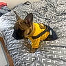 Browny is registered to the contest to win money with this photo: dog, french_bulldog, puppy, bed, bedding, clothing, yellow_sweater, denim_overalls, indoor, pet, cute, ears, wooden_floor, blanket, pattern, furniture, domestic_animal, canine, small_dog, resting