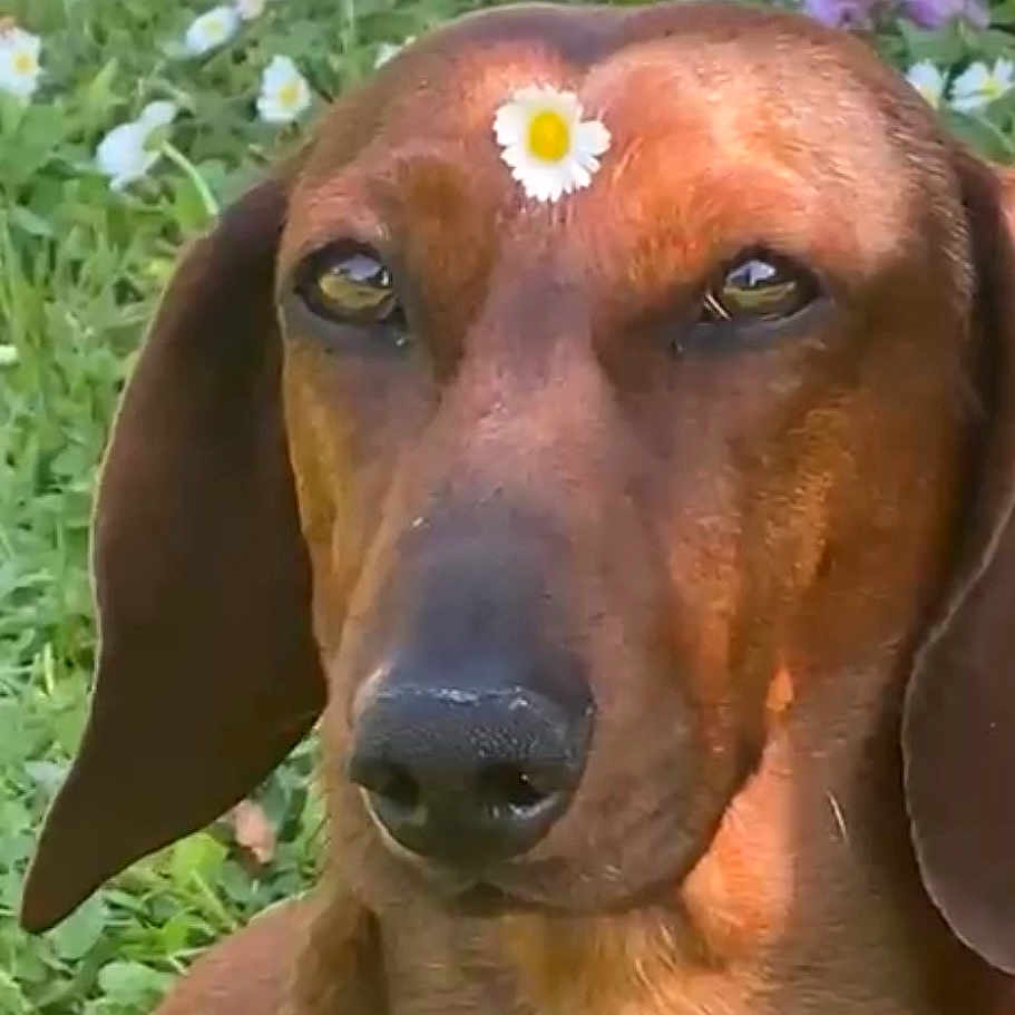 Tyson