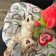 Jimmyeugene joined the competition — help win amazing prizes! animal, blanket, cat, colorful, couch, cozy, cute, furry, hedgehog_pattern, indoor, kitten, orange_cat, paw, pet, playful, plush_toys, relaxed, soft, stretching, toy