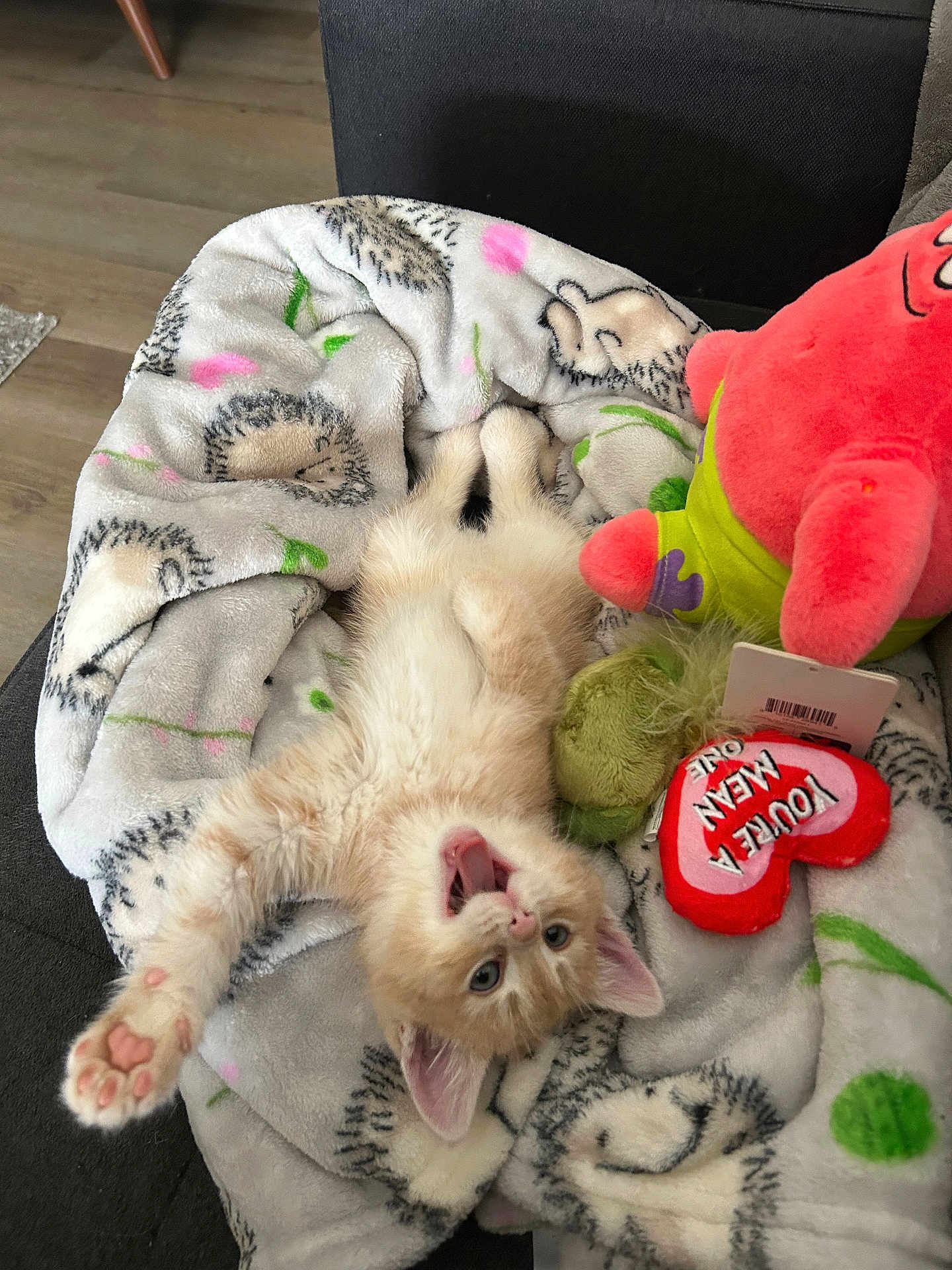 Jimmyeugene joined the competition — help win amazing prizes! animal, blanket, cat, colorful, couch, cozy, cute, furry, hedgehog_pattern, indoor, kitten, orange_cat, paw, pet, playful, plush_toys, relaxed, soft, stretching, toy