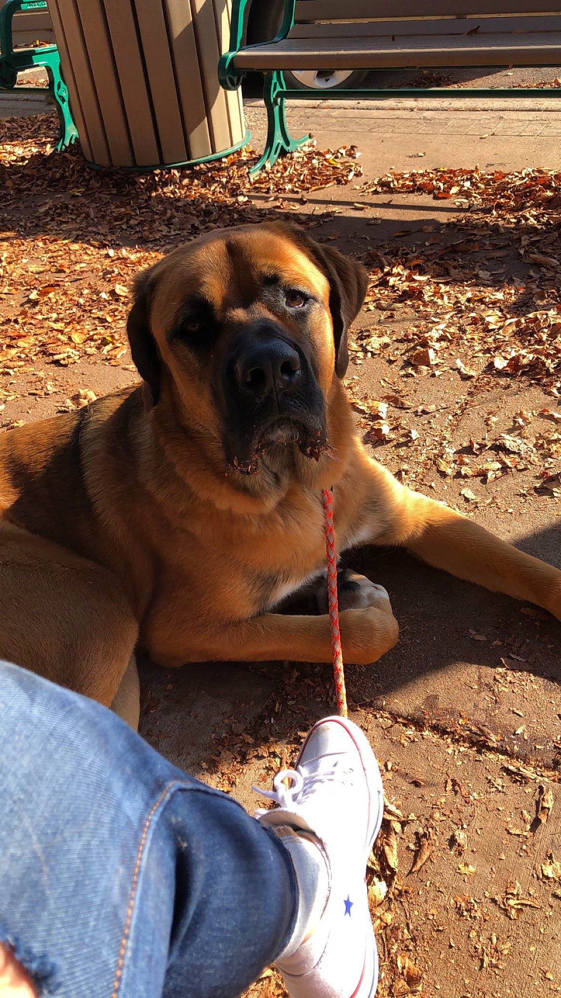 Hudson joined the competition — help win amazing prizes! boerboel, bullmastiff, canidae, carnivore, dog, dog_breed, english_mastiff, fawn, fila_brasileiro, giant_dog_breed, guard_dog, korean_mastiff, mammal, molosser, snout, sporting_group, vertebrate, working_dog