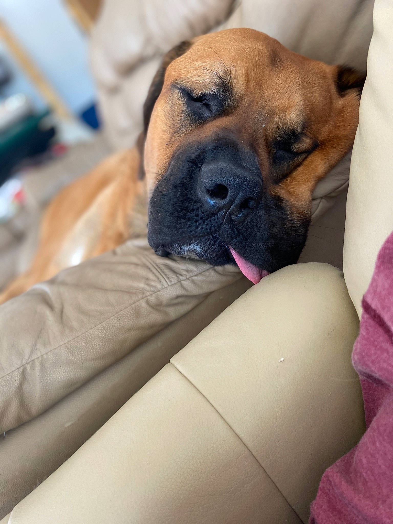 Hudson joined the competition — help win amazing prizes! boerboel, boxer, bullmastiff, canidae, carnivore, companion_dog, dog, dog_breed, english_mastiff, fawn, mammal, non_sporting_group, perro_de_presa_mallorquin, puggle, puppy, skin, snout, vertebrate, working_dog, wrinkle