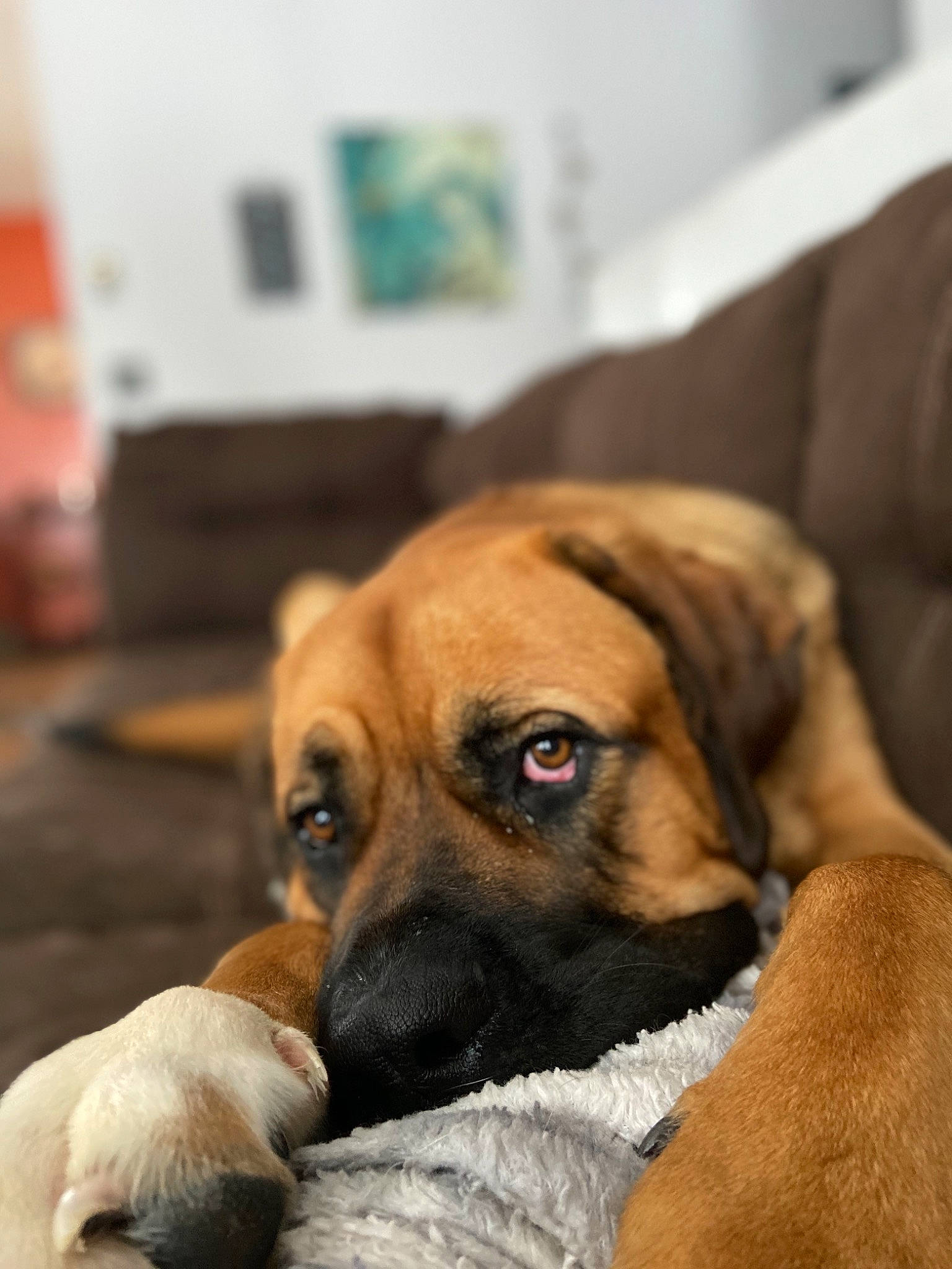 Hudson is registered to the contest to win money with this photo: black_mouth_cur, boerboel, bullmastiff, canidae, carnivore, companion_dog, dog, dog_breed, english_mastiff, fawn, fila_brasileiro, guard_dog, mammal, puggle, puppy, puppy_love, rare_breed_dog, snout, tosa, vertebrate