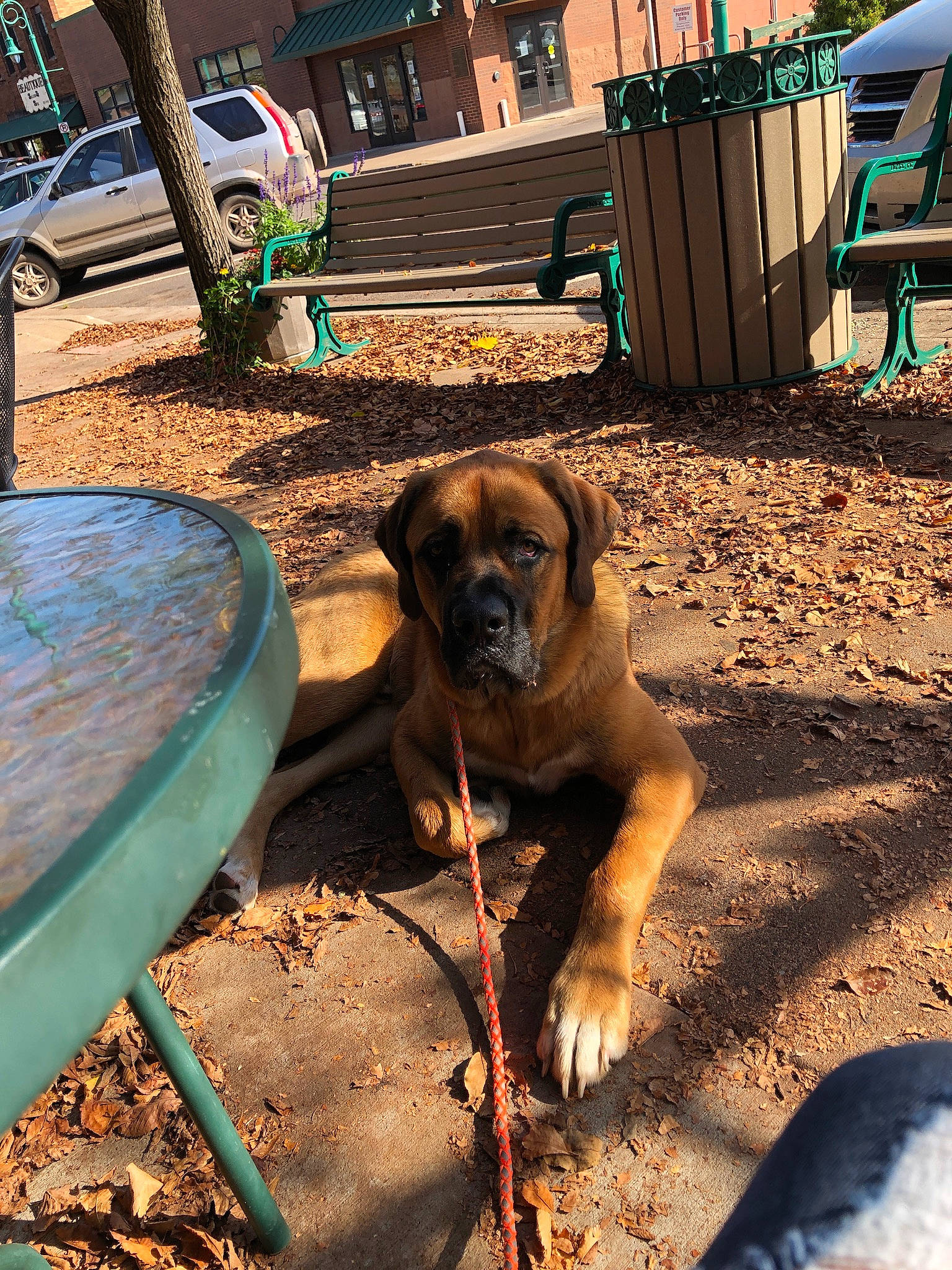 Hudson is registered to the contest to win money with this photo: boerboel, boxer, bullmastiff, canidae, carnivore, dog, dog_breed, english_mastiff, fawn, fila_brasileiro, mammal, perro_de_presa_mallorquin, plant, snout, tosa, vertebrate, working_dog