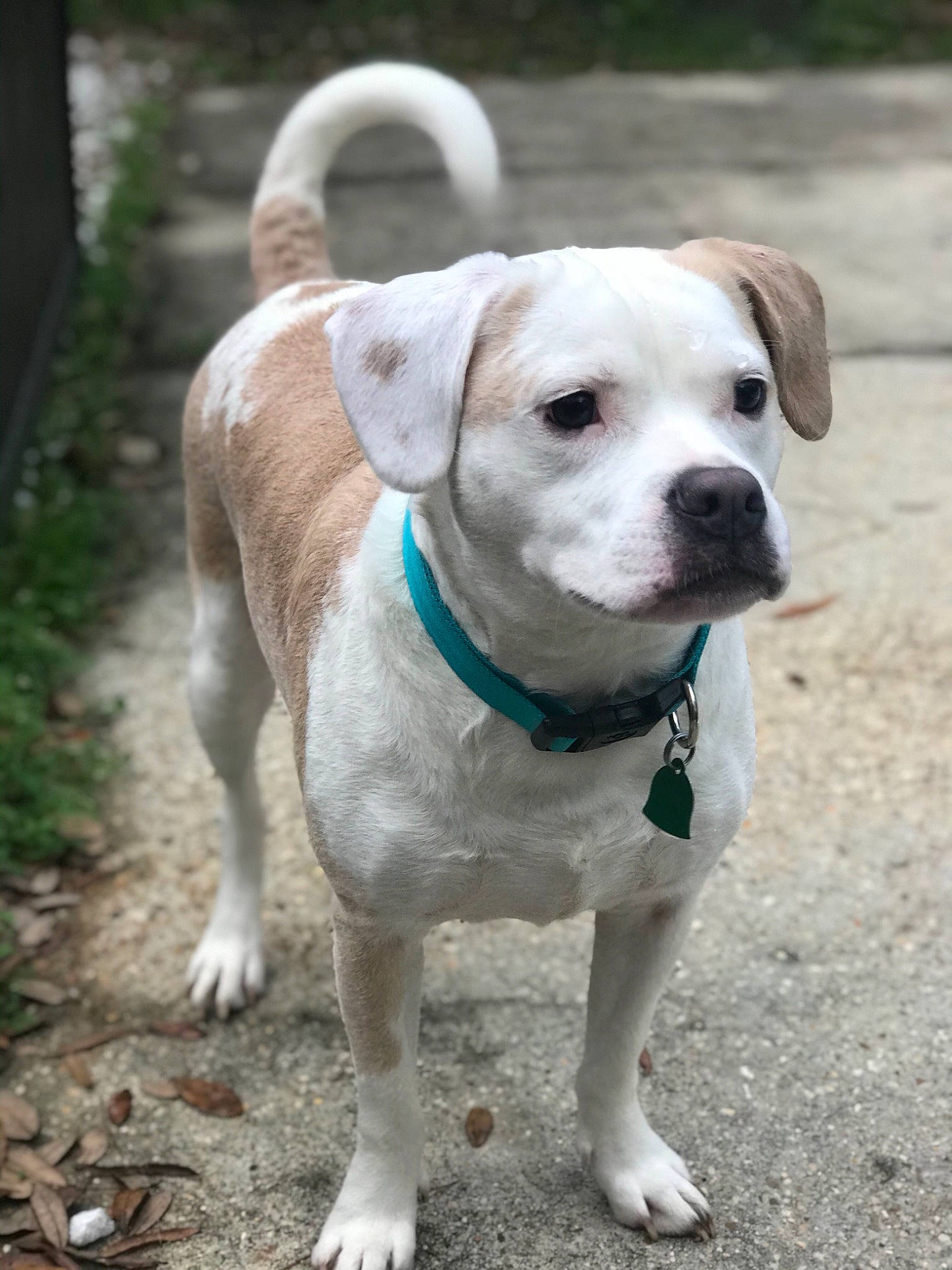 Nellie joined the competition — help win amazing prizes! adventure, american_bulldog, canidae, carnivore, catahoula_bulldog, companion_dog, dog, dog_breed, dogo_guatemalteco, fawn, mammal, non_sporting_group, pit_bull, puppy, rare_breed_dog, snout, sporting_group, tail, valley_bulldog, vertebrate