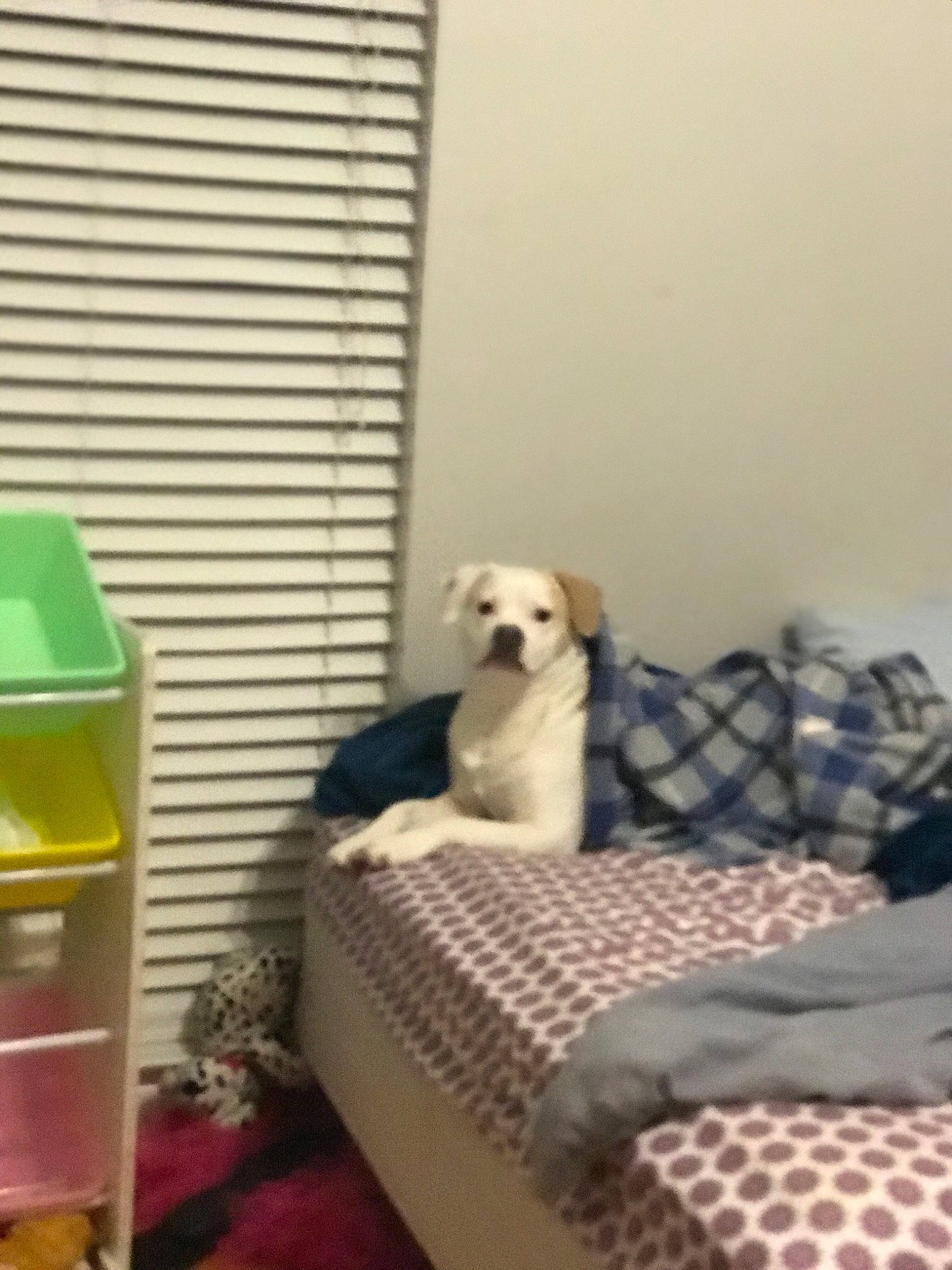 Nellie joined the competition — help win amazing prizes! bed, bichon, canidae, carnivore, companion_dog, dog, dog_breed, furniture, interior_design, maltese, mattress, non_sporting_group, poodle, puppy, room