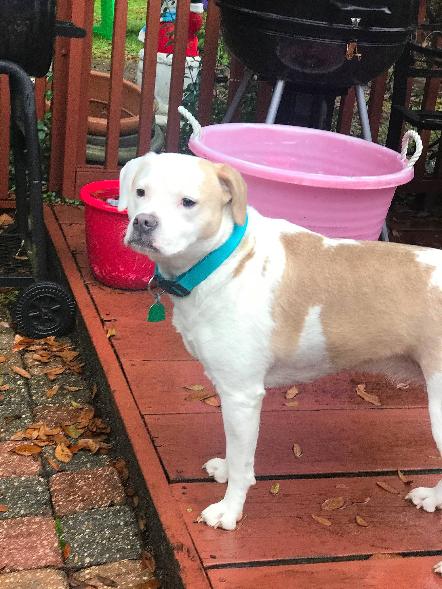 Nellie is registered to the contest to win money with this photo: american_bulldog, canidae, carnivore, companion_dog, dog, dog_breed, dogo_argentino, dogo_guatemalteco, fawn, mammal, non_sporting_group, puppy, rare_breed_dog, sporting_group, tail