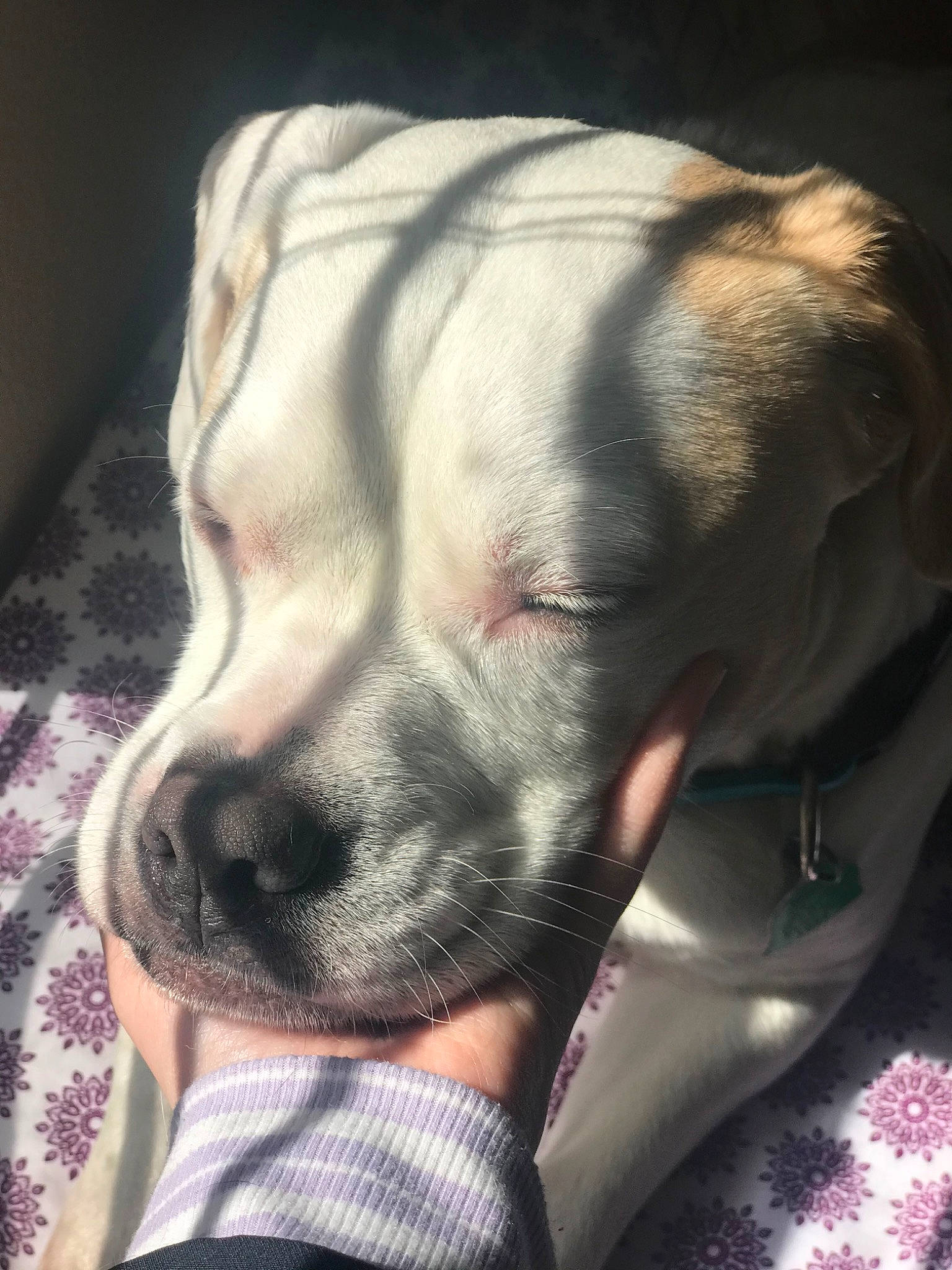 Nellie joined the competition — help win amazing prizes! american_bulldog, boerboel, boxer, bulldog, bullmastiff, cane_corso, canidae, carnivore, companion_dog, dog, dog_breed, english_mastiff, fawn, mammal, molosser, non_sporting_group, rare_breed_dog, snout, valley_bulldog, vertebrate