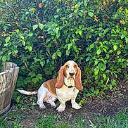 Slinky is registered to the contest to win money with this photo: dog, basset_hound, pet, animal, ears, greenery, bush, flowers, outdoor, grass, nature, wooden_barrel, ground, leaf, sunlight, canine, sitting, collar, fur, garden