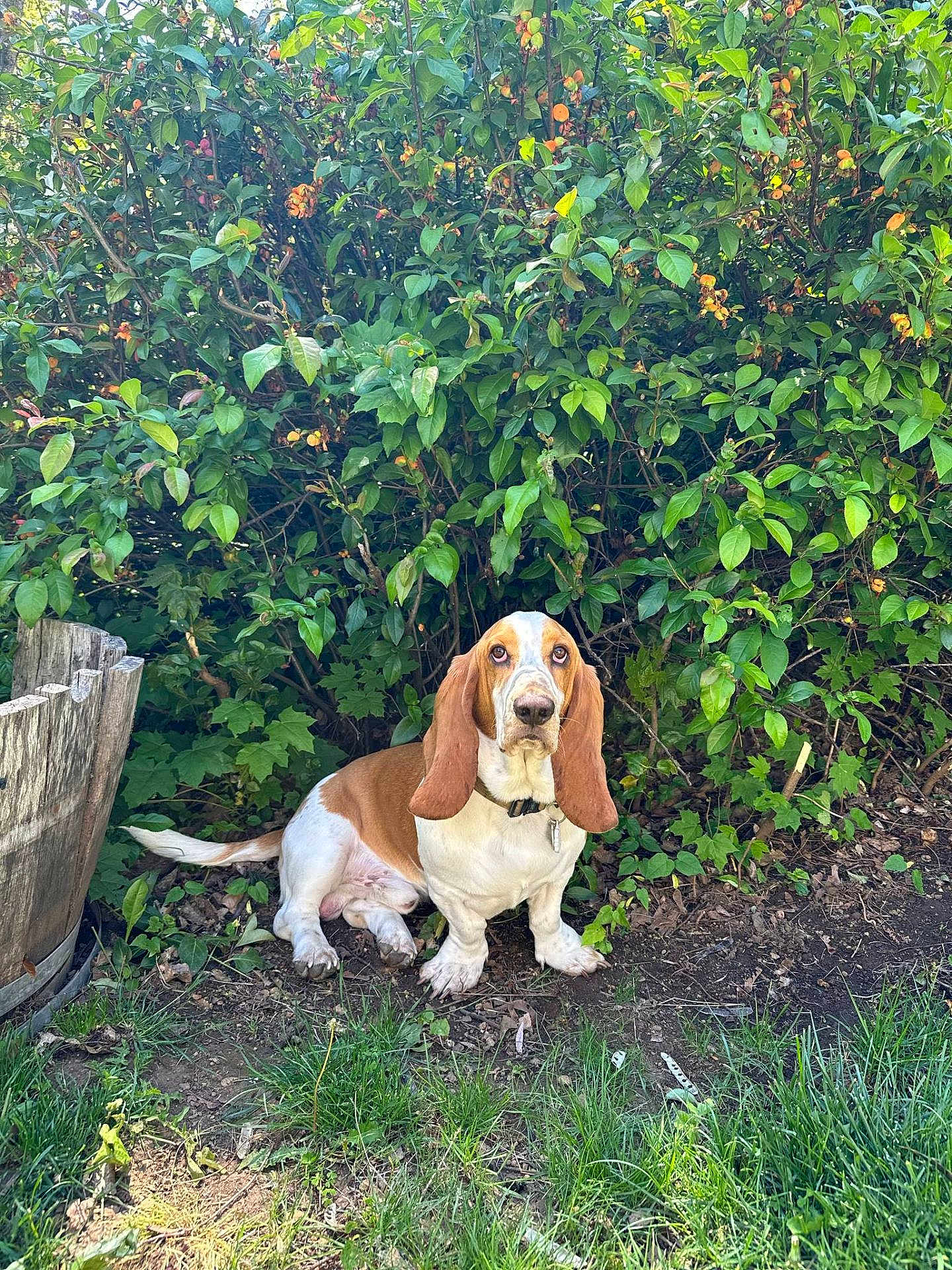 Slinky is registered to the contest to win money with this photo: dog, basset_hound, pet, animal, ears, greenery, bush, flowers, outdoor, grass, nature, wooden_barrel, ground, leaf, sunlight, canine, sitting, collar, fur, garden