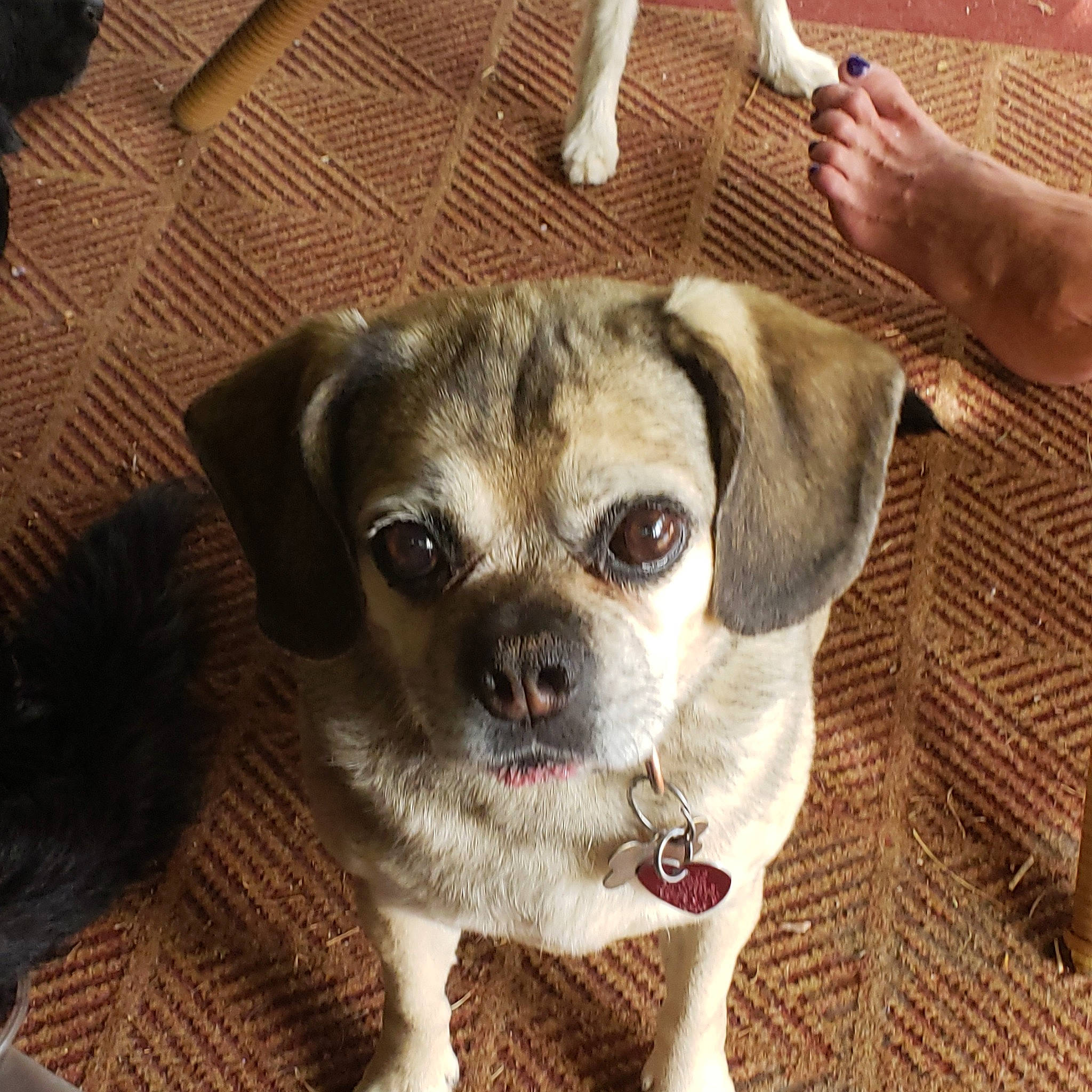 Juno is registered to the contest to win money with this photo: canidae, carnivore, collar, companion_dog, dog, dog_breed, dog_clothes, dog_supply, eyewear, fawn, foot, fur, human_leg, pet_supply, snout, sporting_group, terrestrial_animal, toy_dog, whiskers, working_animal