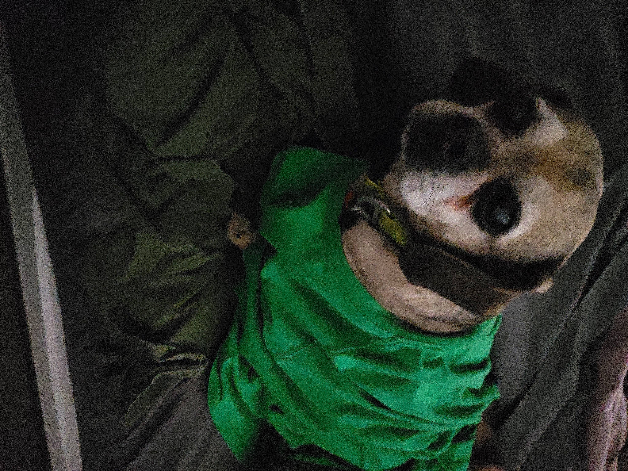 Juno joined the competition — help win amazing prizes! carnivore, collar, companion_dog, dog, dog_breed, dog_supply, fur, non_sporting_group, snout, sporting_group, whiskers, working_animal