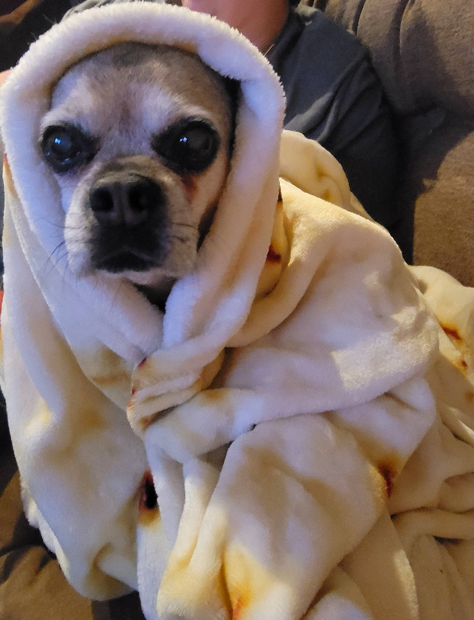 Juno is registered to the contest to win money with this photo: canidae, carnivore, comfort, companion_dog, dog, dog_breed, dog_supply, fawn, flower, fur, peach, petal, plant, rose, snout, sporting_group, toy_dog, whiskers, white, working_animal