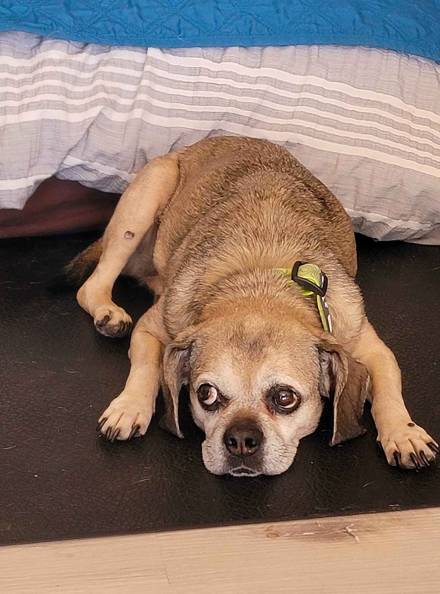 Juno is registered to the contest to win money with this photo: bored, canidae, carnivore, comfort, companion_dog, dog, dog_breed, eye, eyewear, fawn, glasses, head, linens, sleeve, snout, sporting_group, sunglasses, terrestrial_animal, whiskers, working_animal