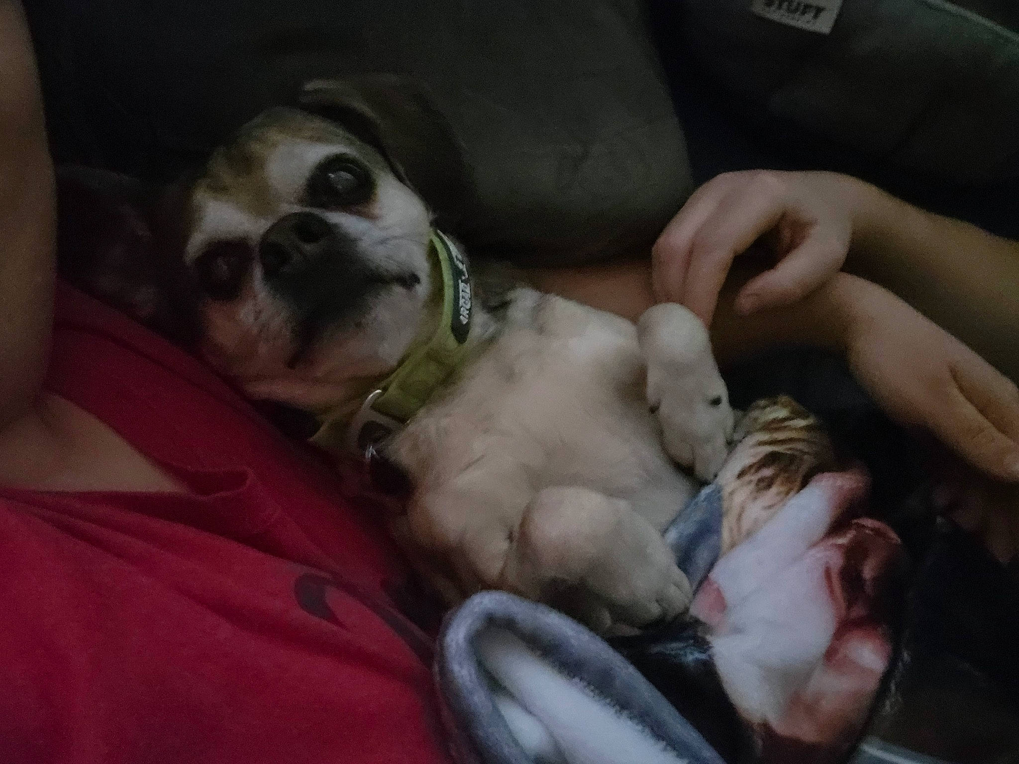 Juno joined the competition — help win amazing prizes! baby, canidae, carnivore, comfort, companion_dog, dog, dog_breed, ear, fawn, fur, lap, nail, nap, paw, puppy_love, snout, sporting_group, toy_dog, whiskers, working_animal