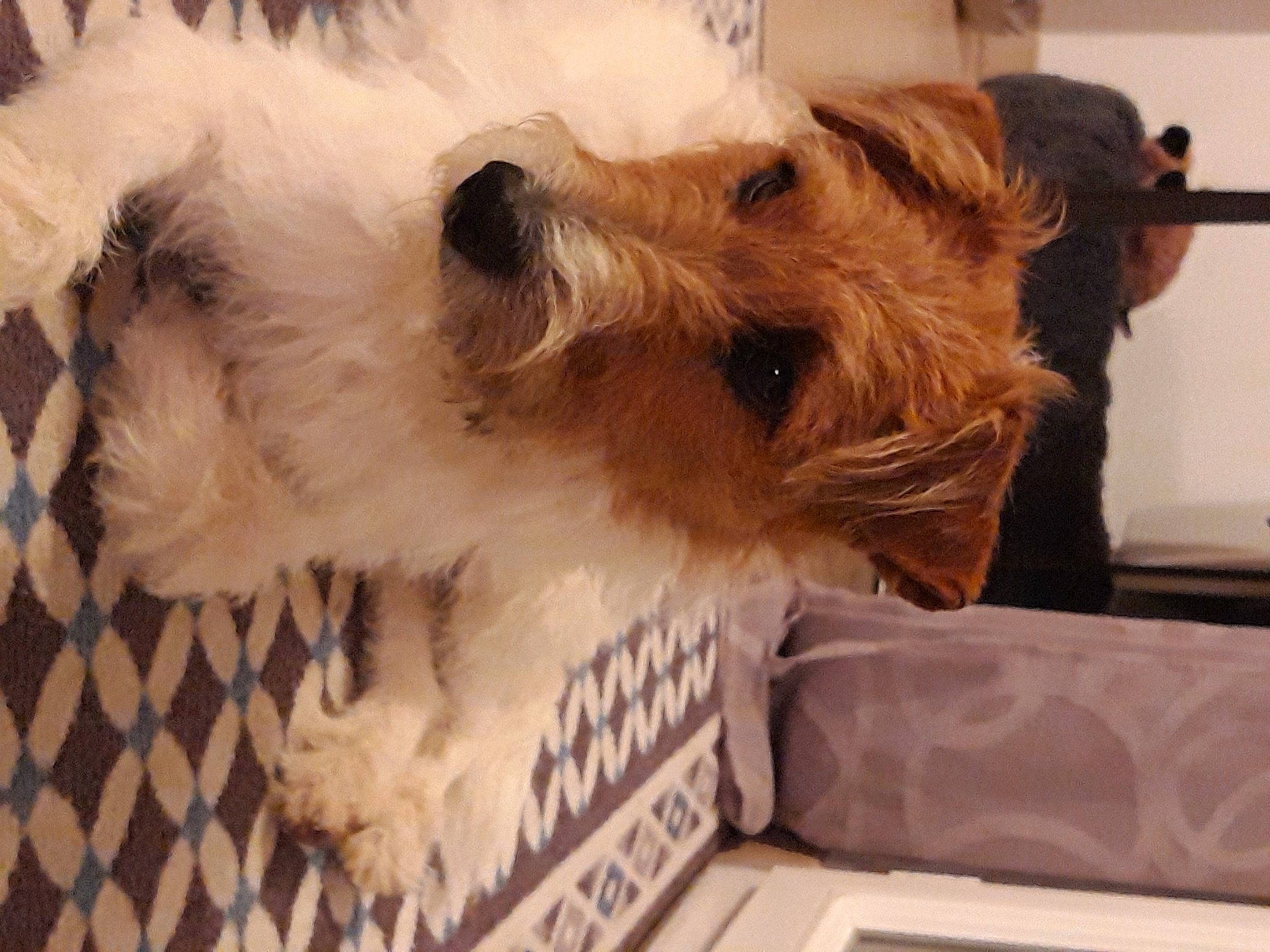 Taz participe au concours pour gagner de l'argent avec cette photo : canidae, carnivore, collar, companion_dog, dog, dog_breed, dog_supply, fawn, flooring, fur, lakeland_terrier, paw, pet_supply, small_terrier, snout, sporting_group, terrier, toy_dog, working_animal