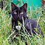 black_cat, cat, animal, pet, outdoor, grass, greenery, harness, nature, feline, alert, curious, whiskers, ears, eyes, mammal, wildlife, young_cat, closeup, daylight