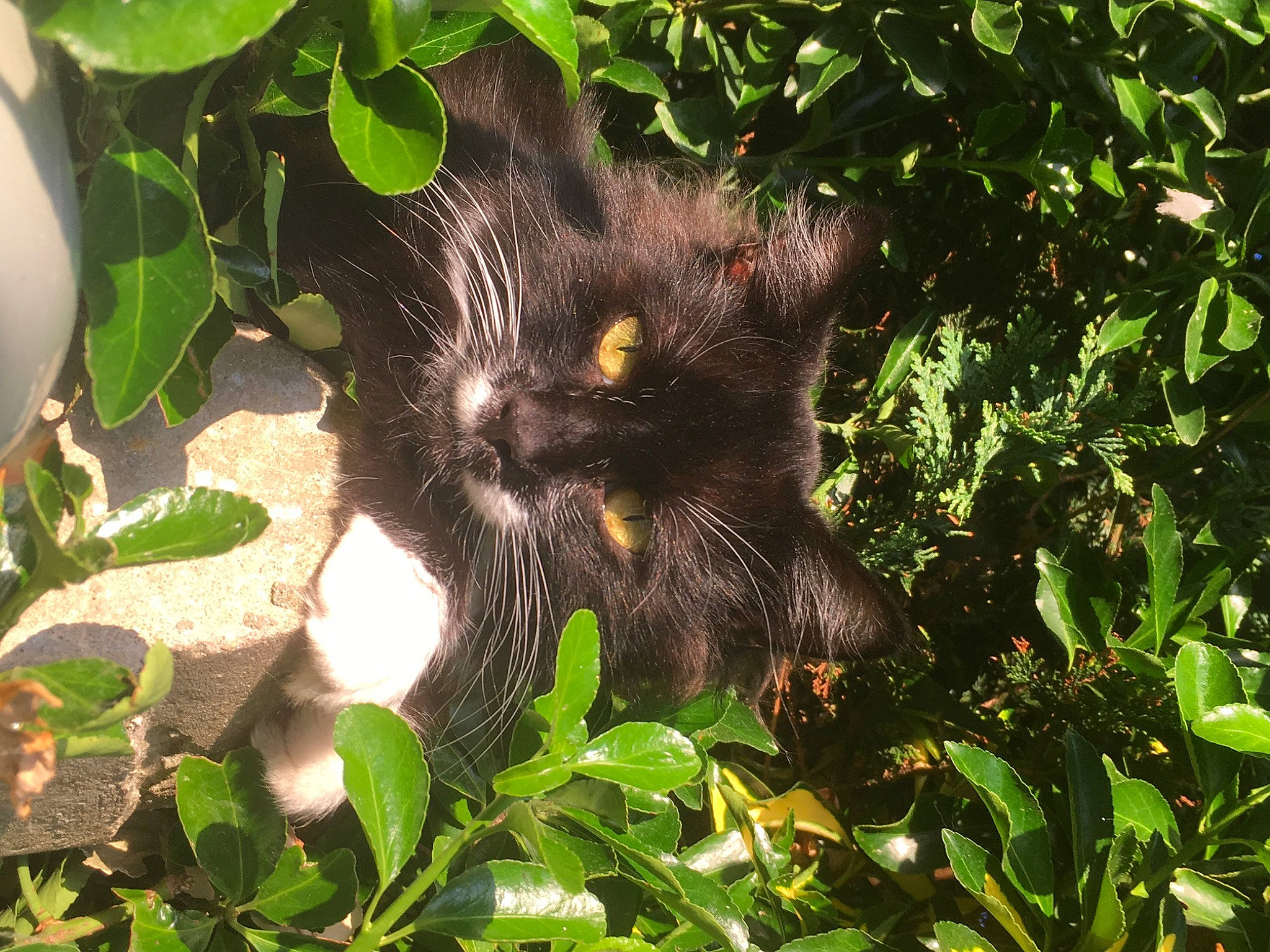 Rocky joined the competition — help win amazing prizes! bombay, carnivore, cat, domestic_short_haired_cat, felidae, flowering_plant, fur, grass, groundcover, herb, organism, paw, plant, small_to_medium_sized_cats, snout, tail, terrestrial_animal, terrestrial_plant, tree, whiskers