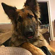 Zeus joined the competition — help win amazing prizes! dog, german_shepherd, pet, animal, indoor, living_room, blanket, fur, ears, tongue, paw, couch, comfort, relaxed, close_up, canine, home, cute, mammal, friendly