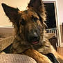dog, german_shepherd, pet, animal, indoor, living_room, blanket, fur, ears, tongue, paw, couch, comfort, relaxed, close_up, canine, home, cute, mammal, friendly
