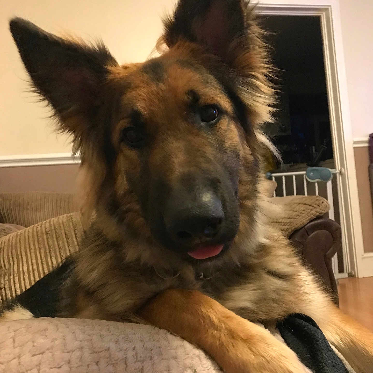 Zeus