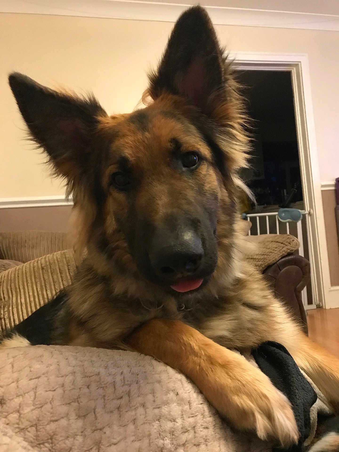 Zeus
